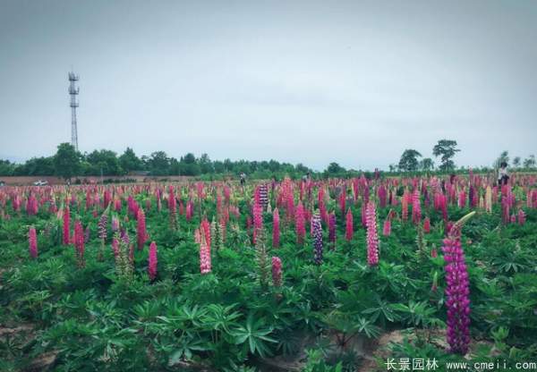 魯冰花種子發芽出苗開花圖片