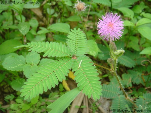 含羞草種子發芽出苗圖片