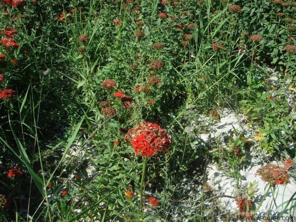 剪秋羅種子發芽出苗開花圖片