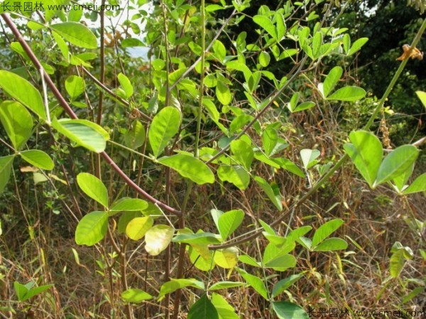 豬屎豆種子發芽出苗圖片