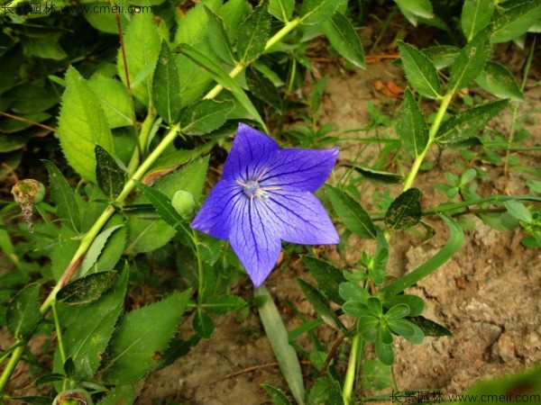 桔梗種子發芽出苗圖片