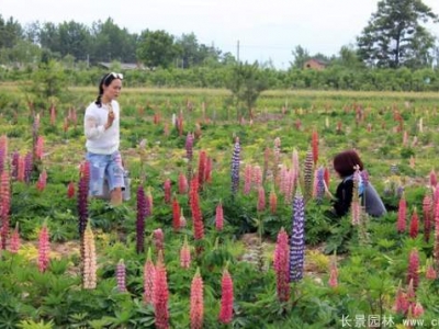 魯冰花種子多少錢(qián)一斤？