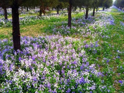 二月蘭什么時(shí)候開花