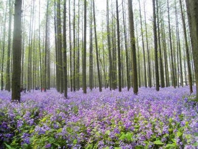 二月蘭的花語和傳說故事