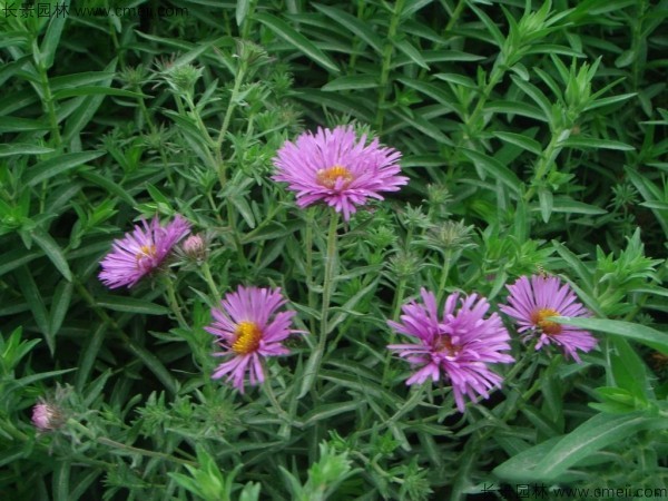 除蟲菊種子發芽出苗開花圖片