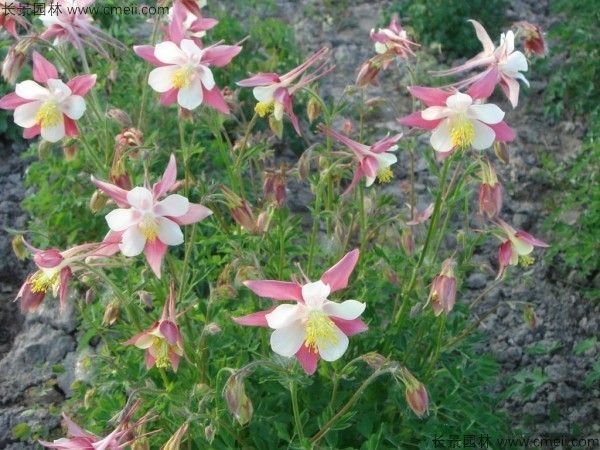 小花耬斗菜種子發芽出苗開花圖片