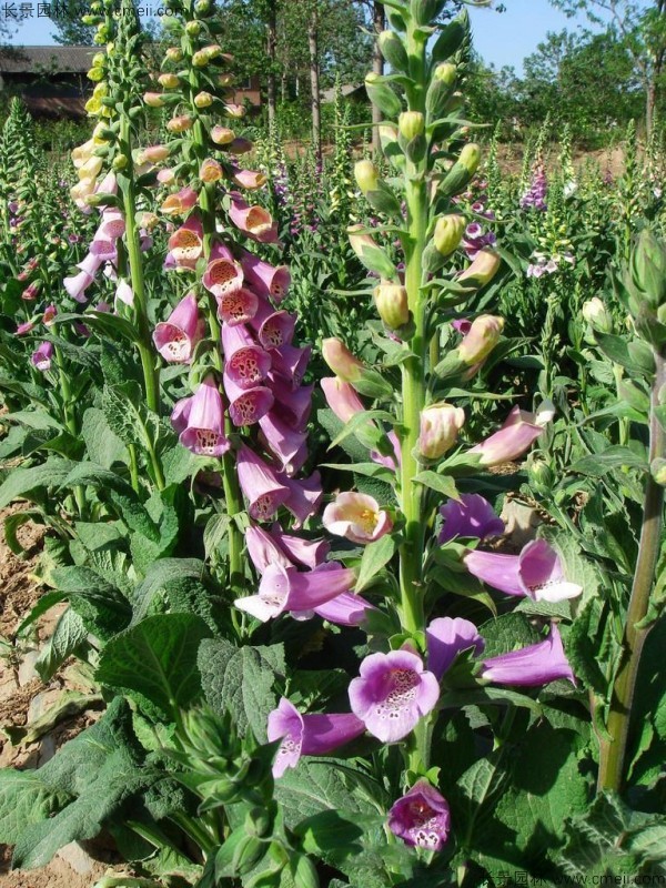 毛地黃種子發芽出苗開花圖片