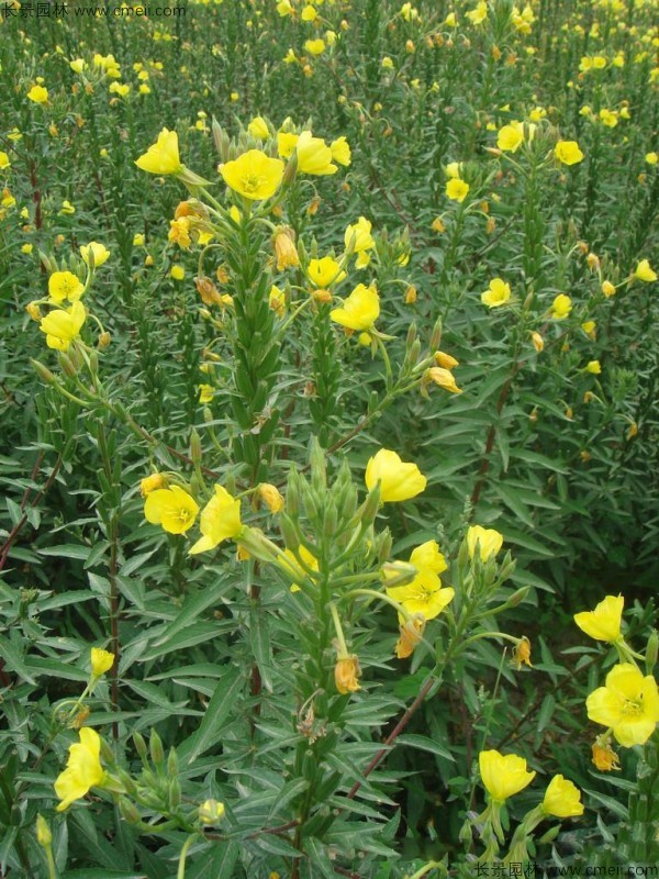 夜來香種子發芽出苗開花圖片