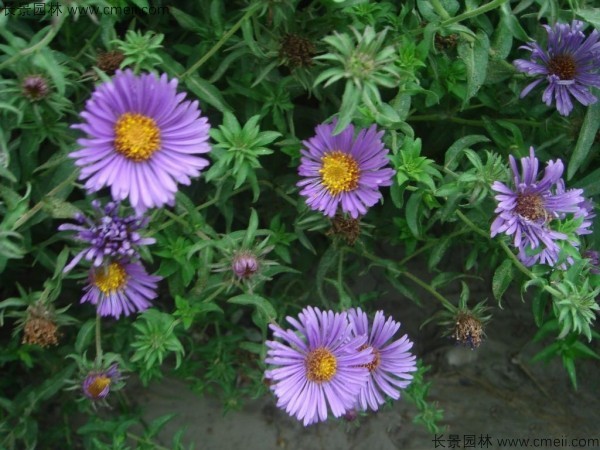 除蟲菊種子發芽出苗開花圖片