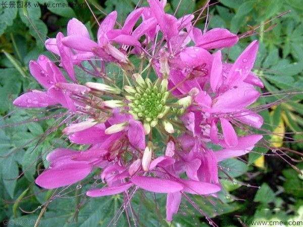 醉蝶花種子發芽出苗開花圖片