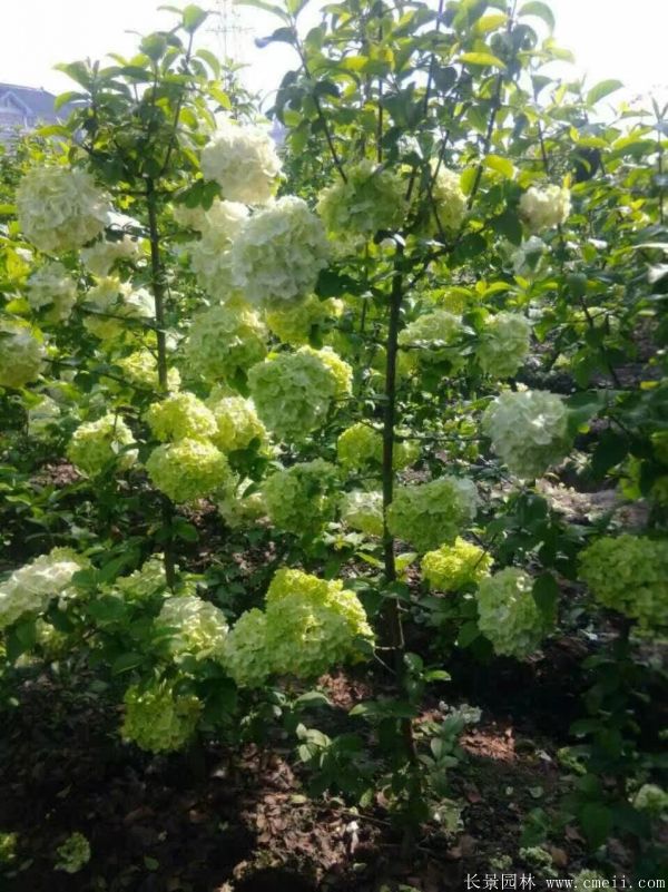 繡球花圖片基地實(shí)拍