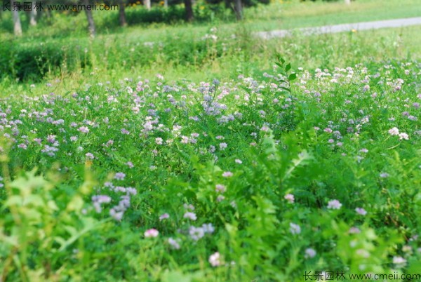 小冠花種子發芽出苗開花圖片