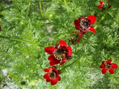 福壽花種子幾天發(fā)芽