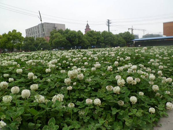 白三葉草圖片