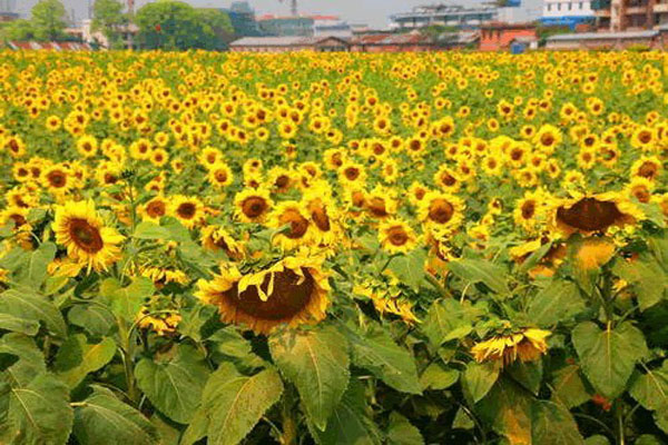 太陽花六月能播種嗎？