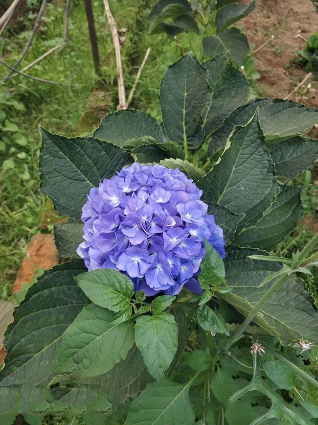 繡球花根深嗎