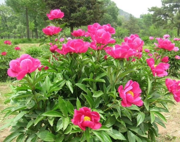 北方多年生草本花卉