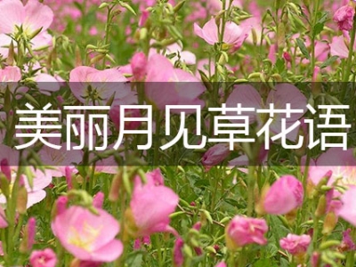 美麗月見草花語