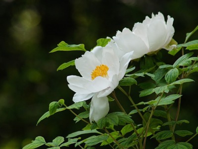 白色草本花卉有哪些