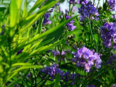 紫花苜蓿草種植時(shí)間