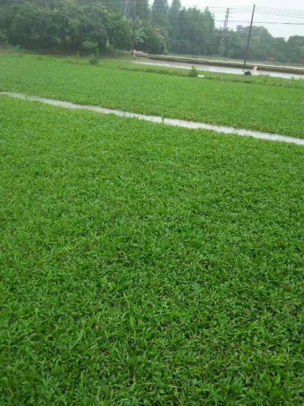 高羊茅和黑麥草區別