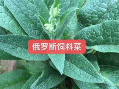 河北適合種植什么牧草