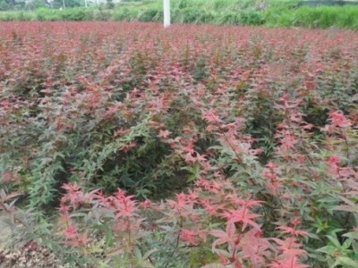 廣東適合種紅楓嗎