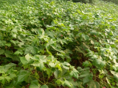 7月份還能種植白術嗎