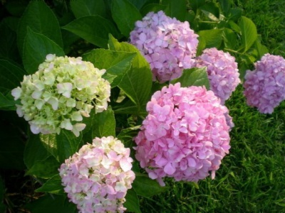 繡球花一年四季都開花嗎？