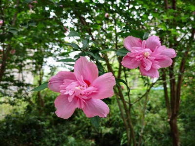 木槿花夏天可以移栽嗎？