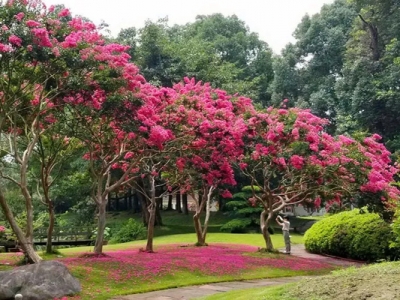 紫薇花在北方能過冬嗎？