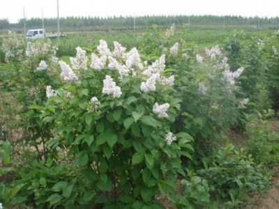 丁香花夏季能移栽嗎？