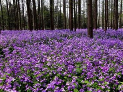 二月蘭夏天開花嗎？