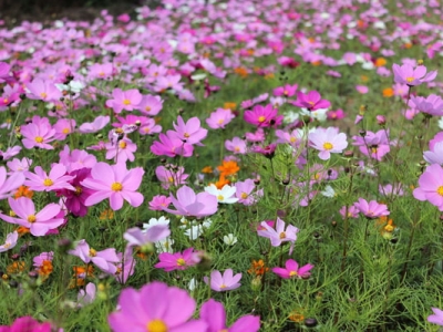 6月份種格桑花能開嗎？