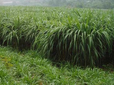 東北黑土適合種植什么牧草？