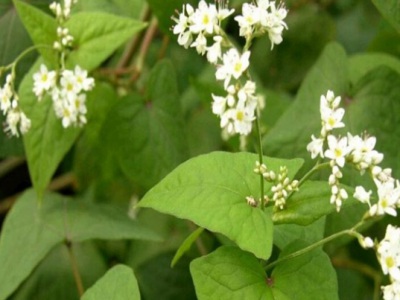 甜蕎麥?zhǔn)裁磿r(shí)候種植？