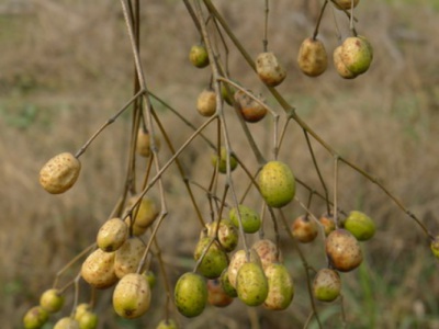 苦楝樹什么時候發芽