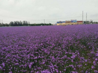 柳葉馬鞭草10月可以開花么？