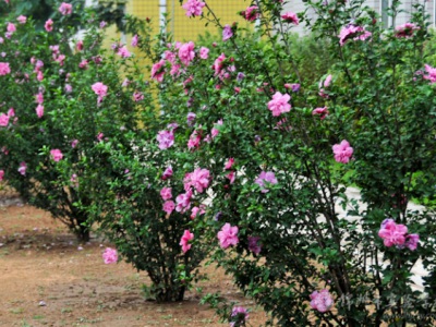 木槿花什么時(shí)候種植比較好？