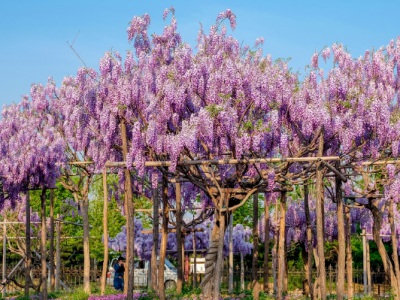 紫藤花什么時候開花？