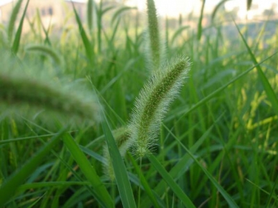 狗尾巴草能開花嗎