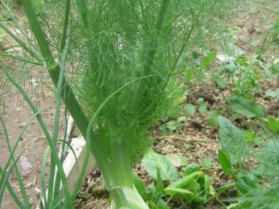 茴香種子多長時間發芽