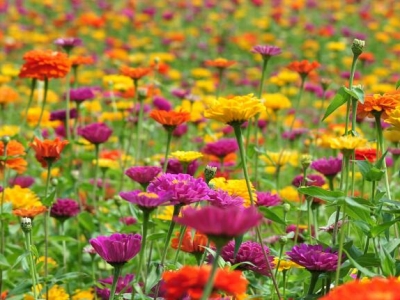 百日草開完花還會開花嗎