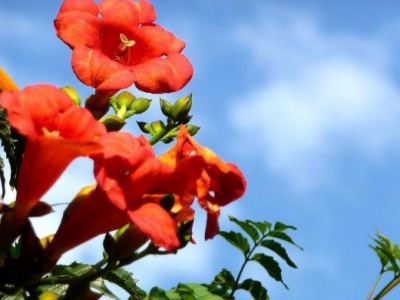 獨桿凌霄花好養嗎