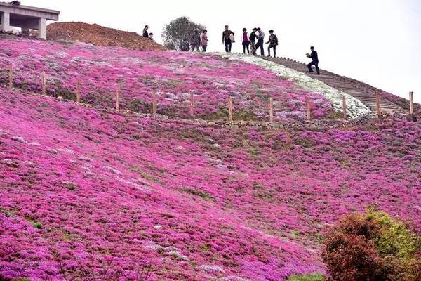 芝櫻花.jpg