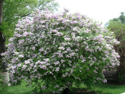 丁香花種植時間在什么時候？