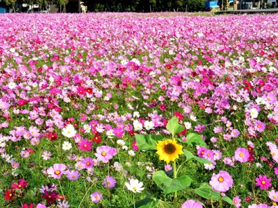 什么花卉種子發(fā)芽的速度快？