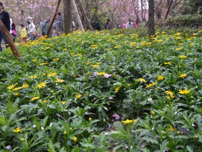 串葉松香草花語(yǔ)是什么？