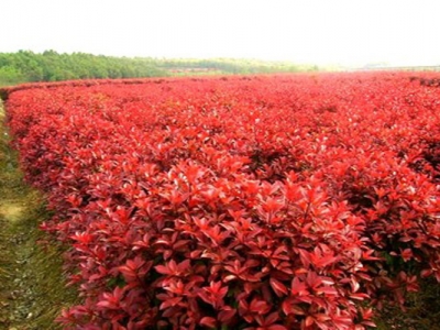 紅瑞木的花語(yǔ)和寓意是什么？