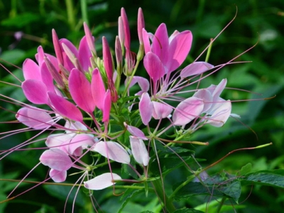 醉蝶花幾天發(fā)芽？